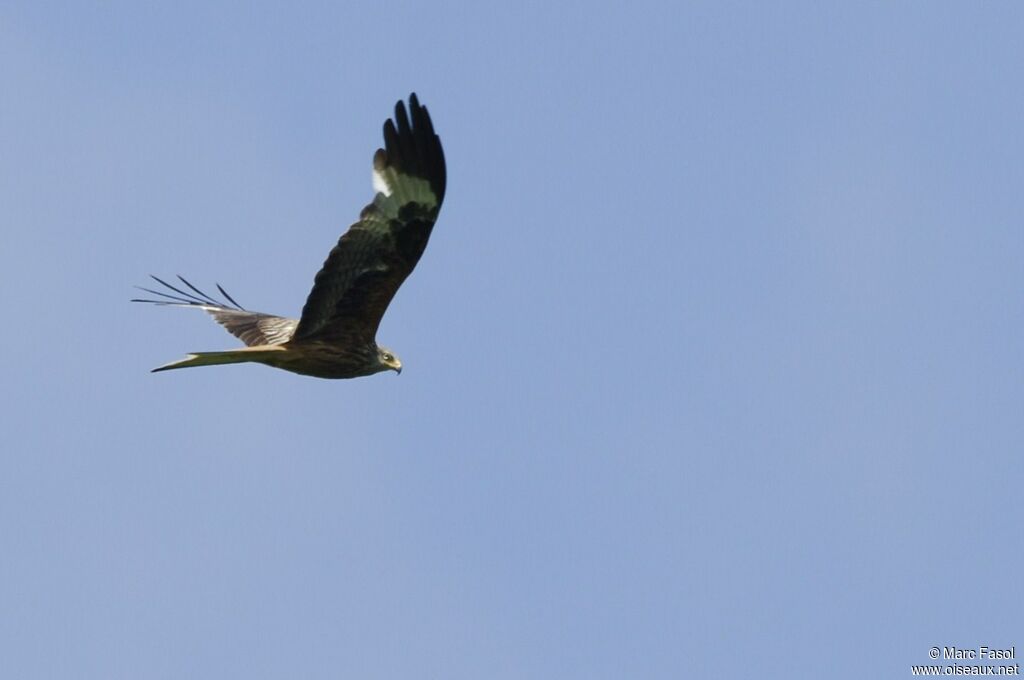 Red Kiteadult breeding, Flight