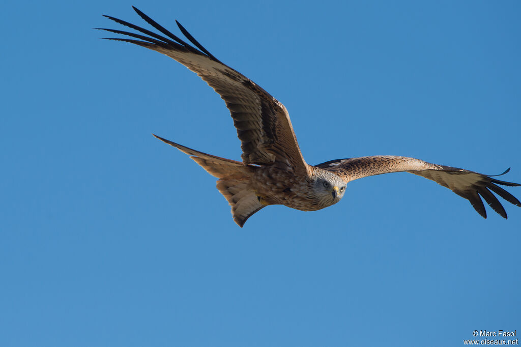 Red Kite, Flight