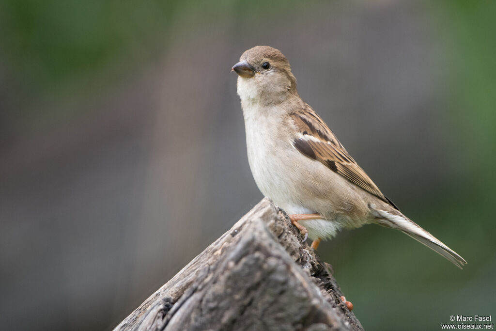 Moineau domestique femelle adulte, identification