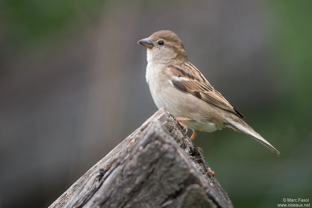 Moineau domestique femelle adulte, identification
