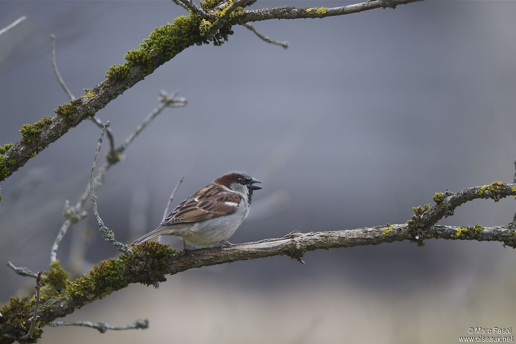 Moineau domestique mâle, identification, chant