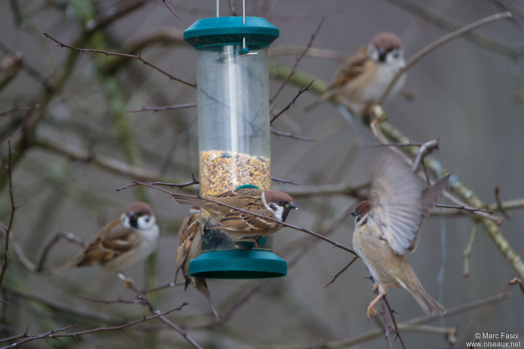 Eurasian Tree Sparrow, feeding habits, eats
