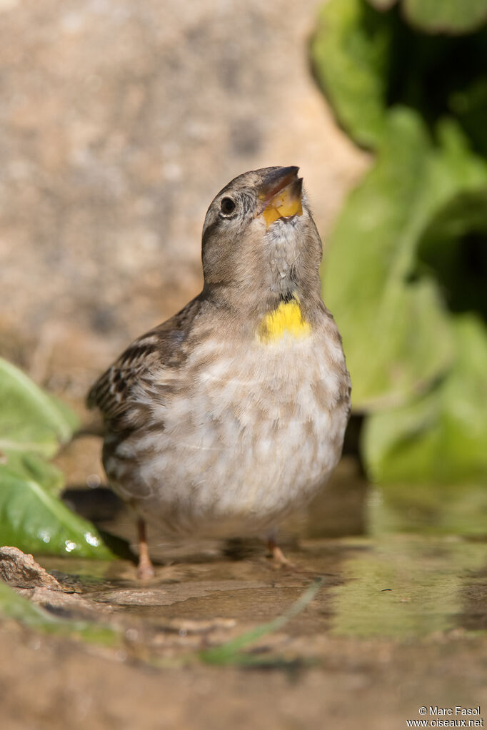 Rock Sparrowadult, identification, drinks