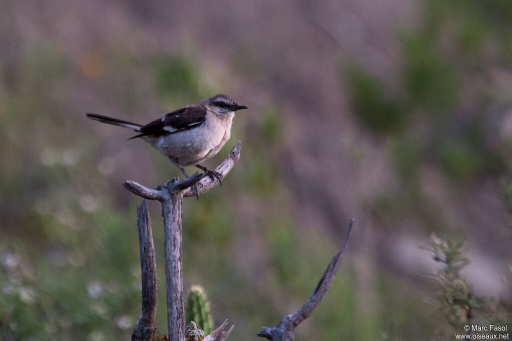 Moqueur à dos brunadulte, identification