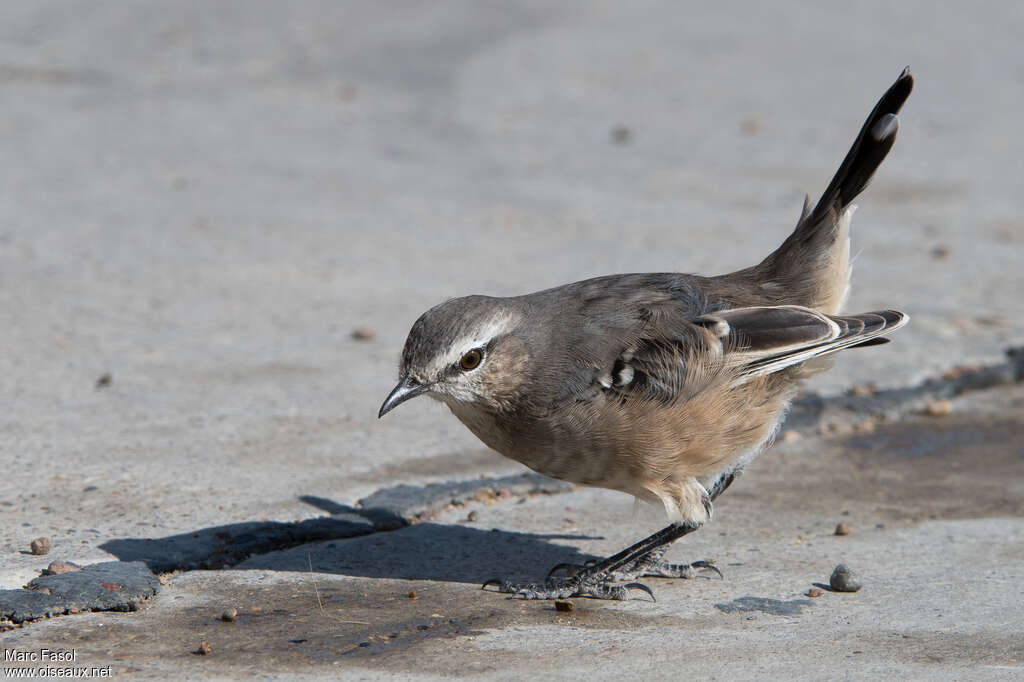 Moqueur de Patagonieadulte, identification, boit