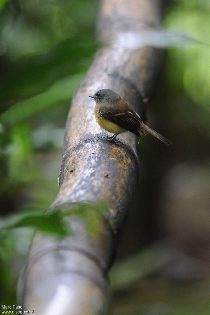 Tawny-chested Flycatcheradult, identification