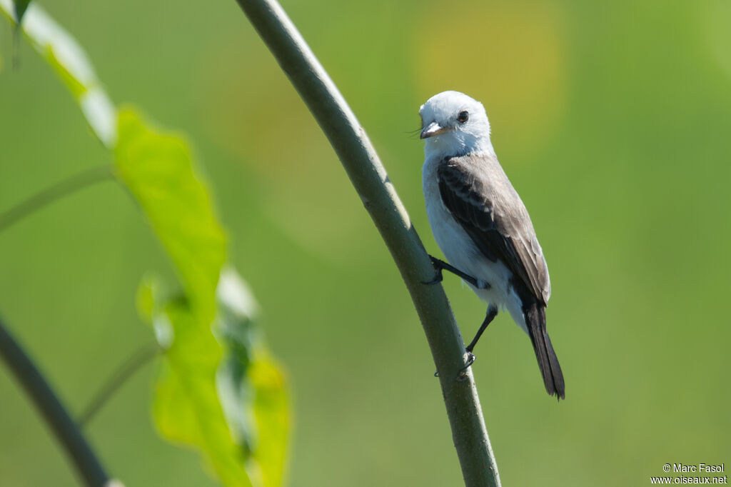 White-headed Marsh Tyrant female adult, identification