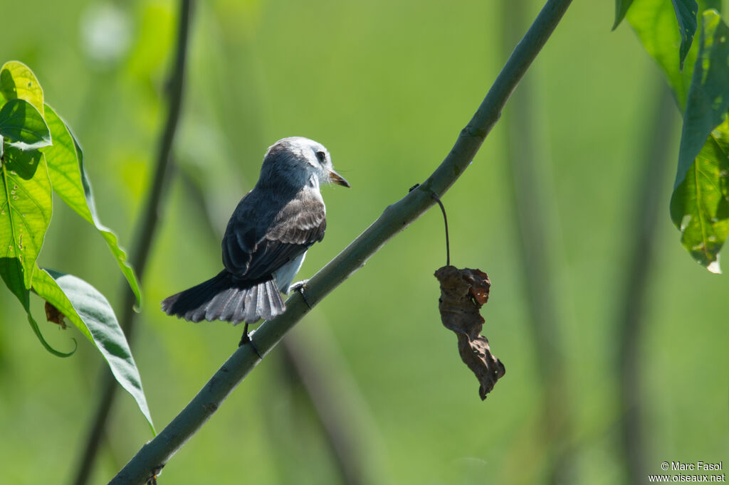 White-headed Marsh Tyrant female, identification
