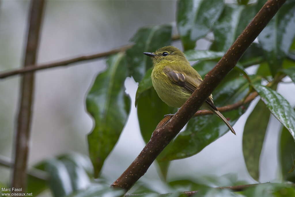 Flavescent Flycatcheradult, identification