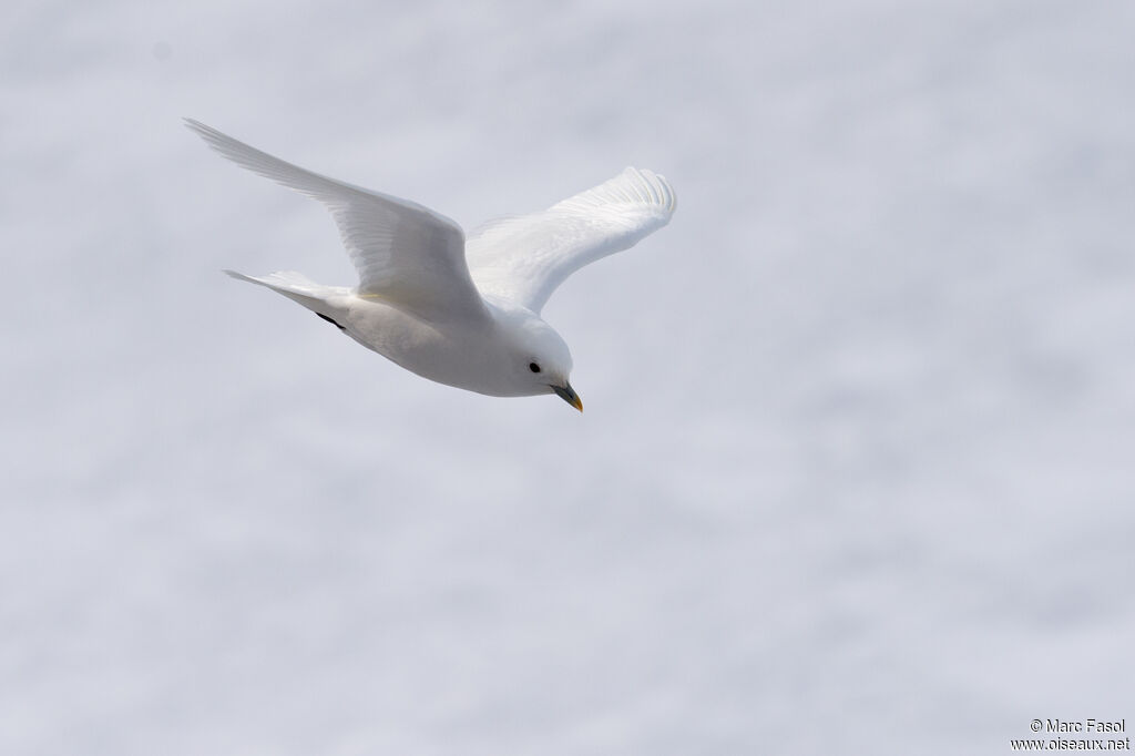 Ivory Gulladult, Flight