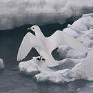 Mouette blanche