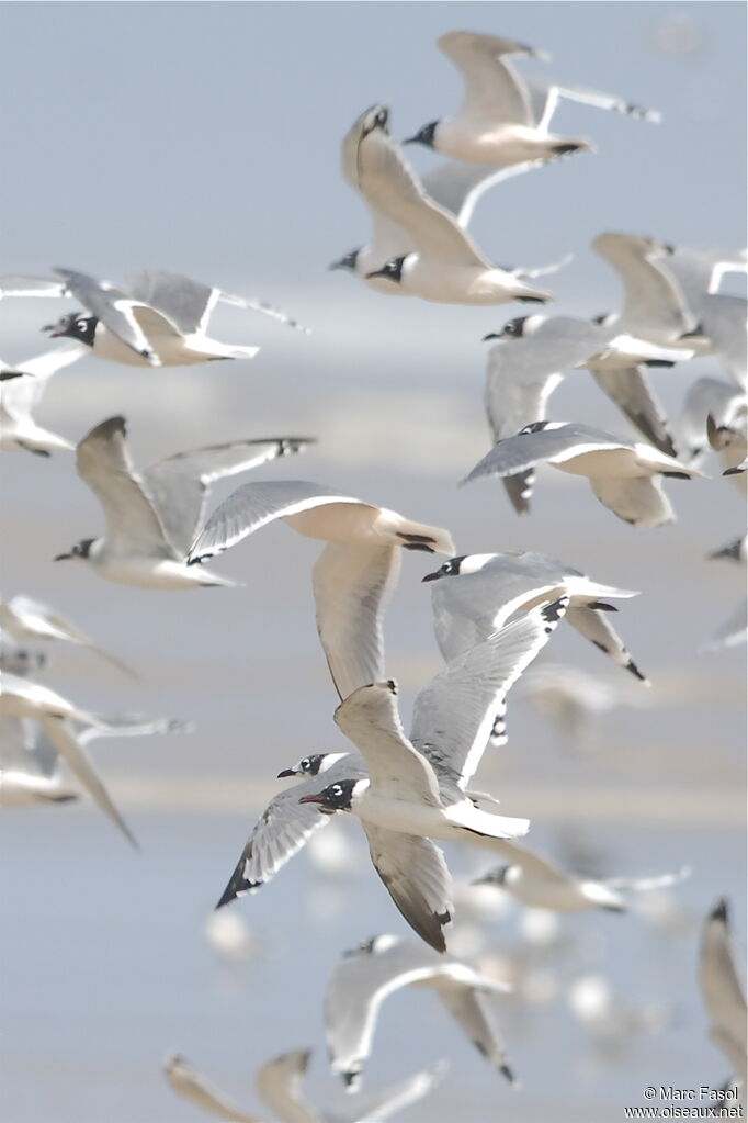 Mouette de Franklinadulte internuptial, Vol