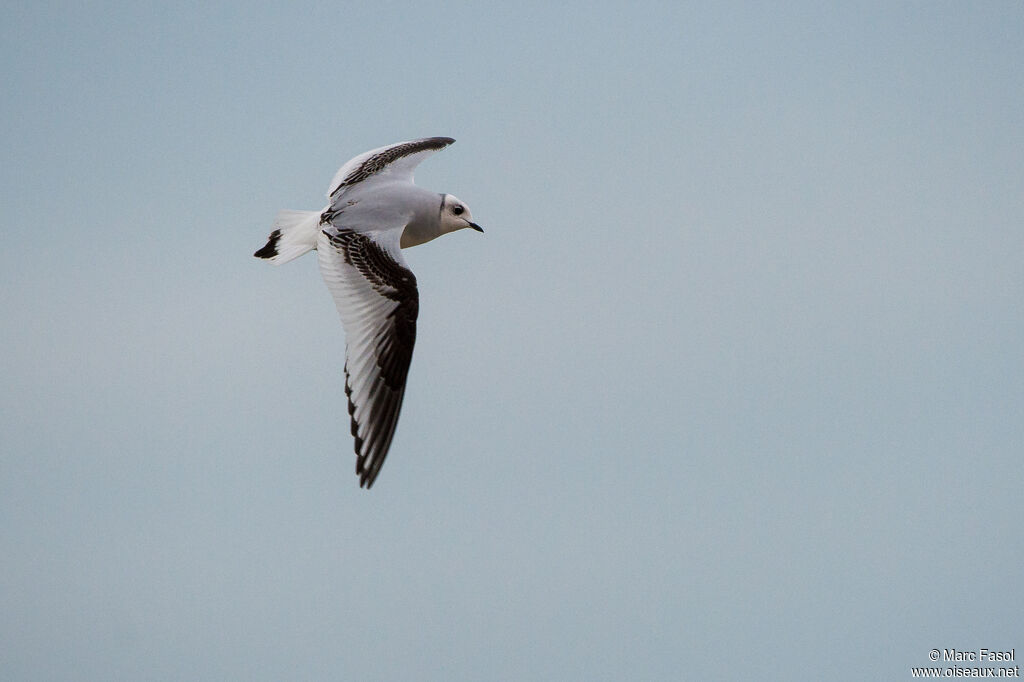 Mouette de Ross1ère année, Vol