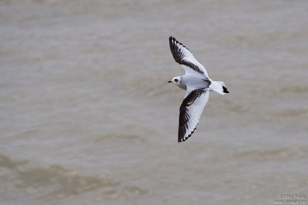 Ross's GullFirst year, Flight