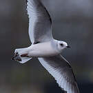 Mouette de Ross