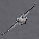 Mouette de Ross
