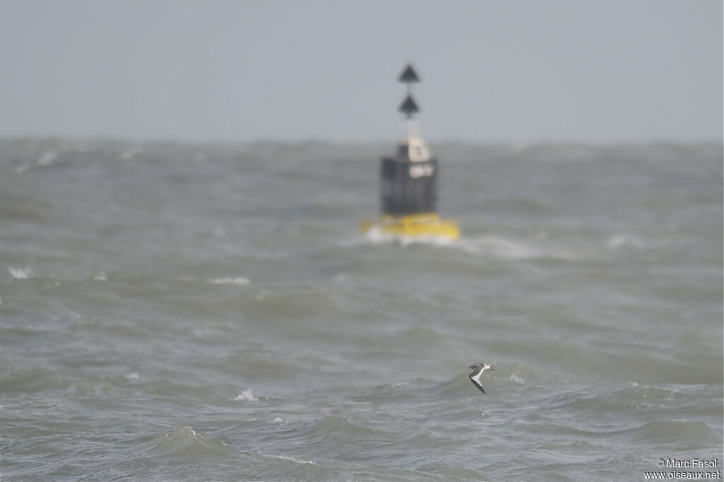 Sabine's Gulljuvenile, Flight