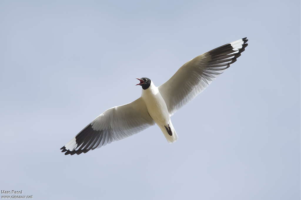 Andean Gulladult breeding, pigmentation, Flight