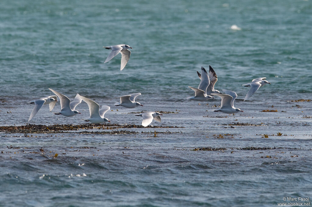 Mouette mélanocéphale