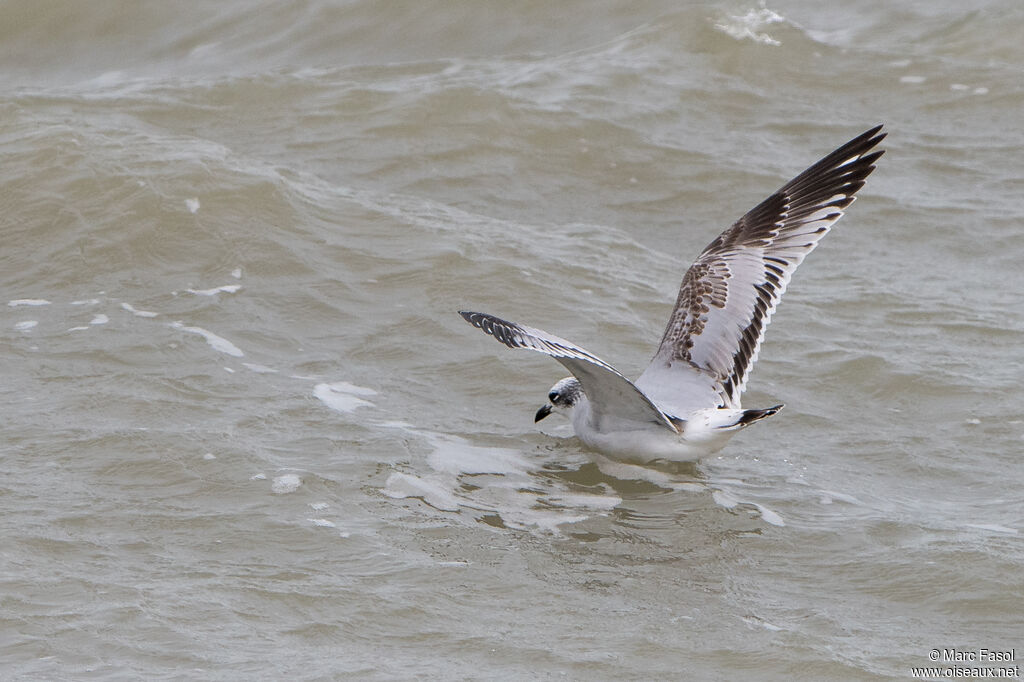 Mouette mélanocéphale1ère année, Vol