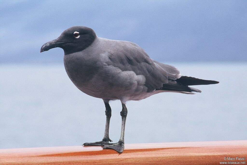 Mouette obscureadulte, identification, Comportement
