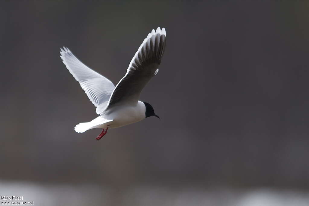 Mouette pygméeadulte nuptial, Vol