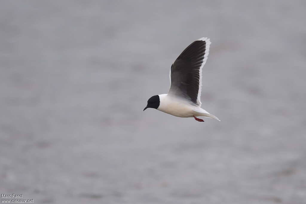 Mouette pygméeadulte nuptial, Vol