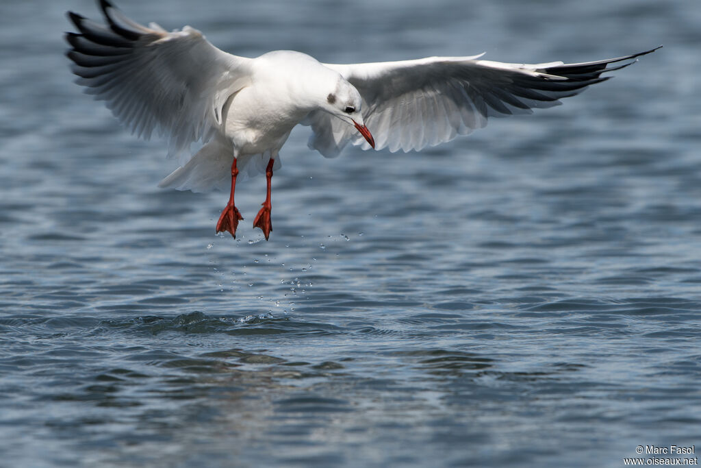 Mouette rieuseadulte internuptial, Vol, pêche/chasse