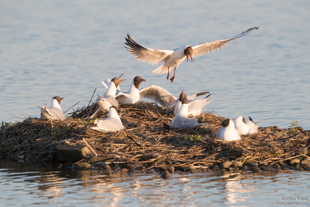 Black-headed Gull, Reproduction-nesting