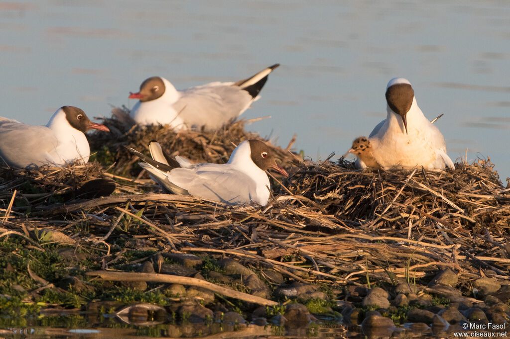 Mouette rieuse, Nidification