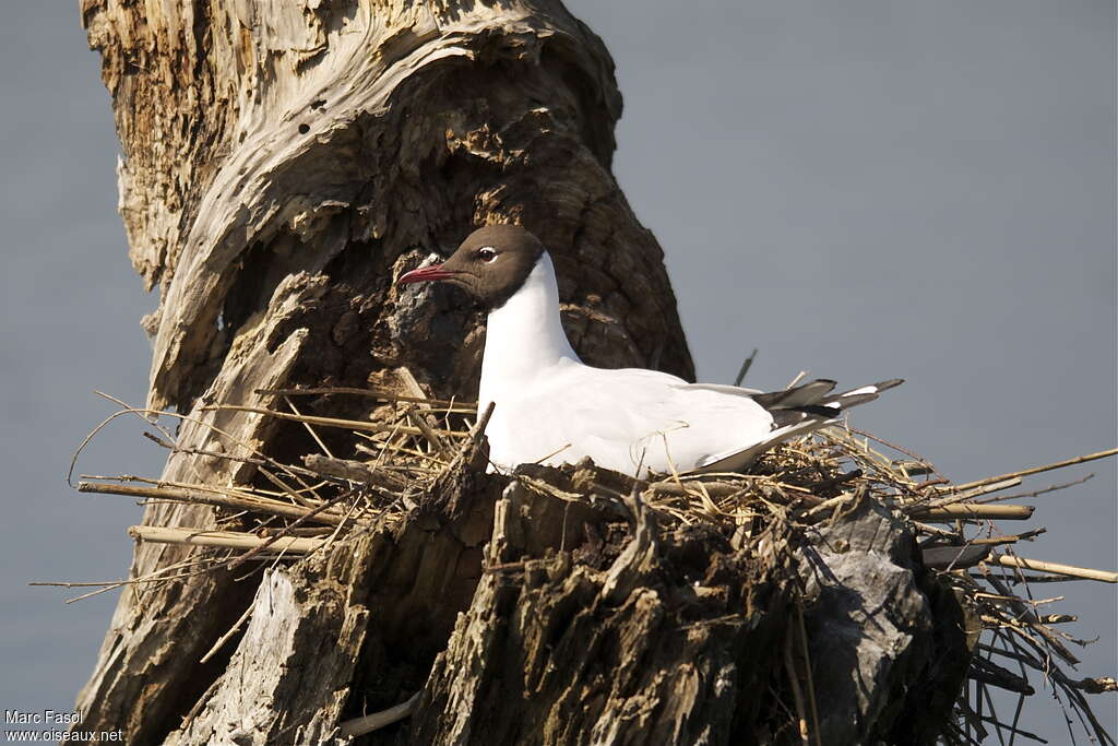 Mouette rieuseadulte nuptial, Nidification