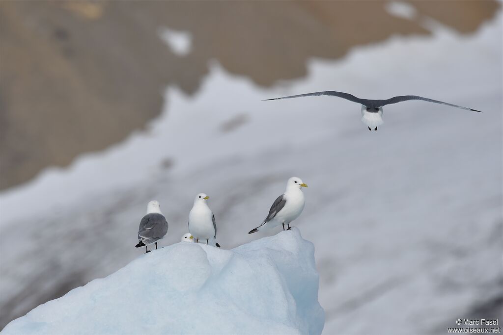 Black-legged Kittiwake, identification