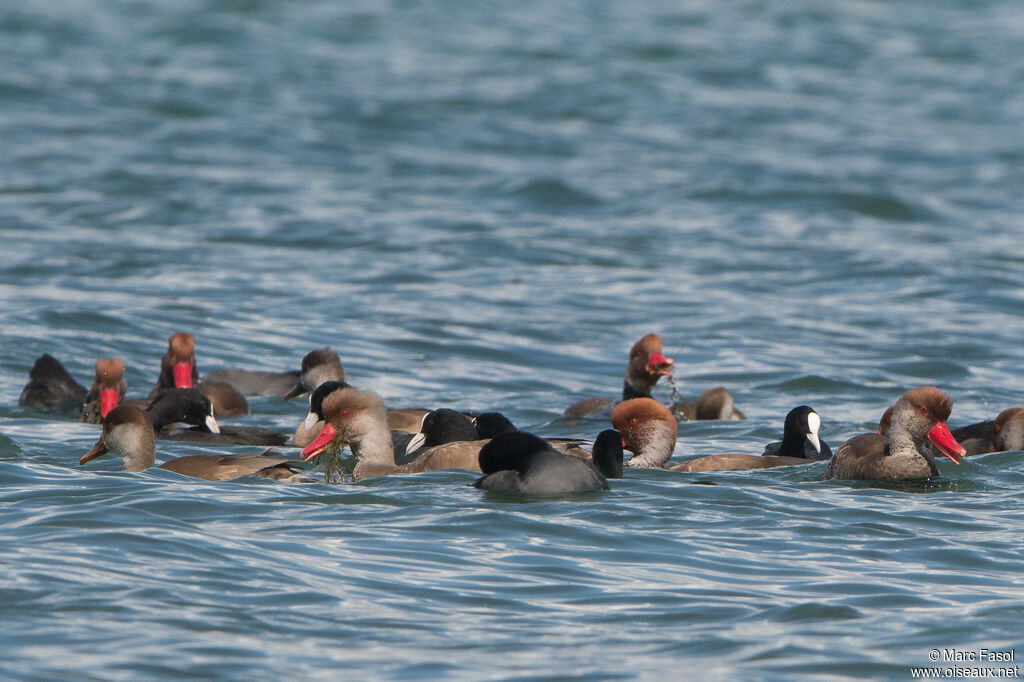 Nette rousse, régime, mange