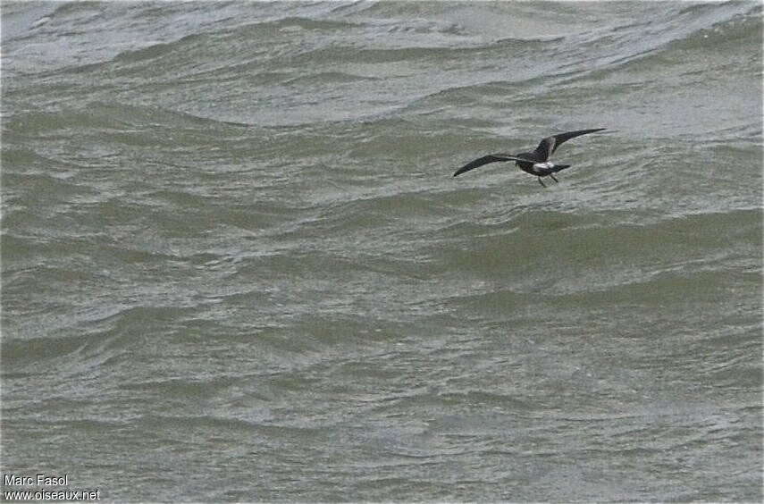 Leach's Storm Petrel, pigmentation, Flight