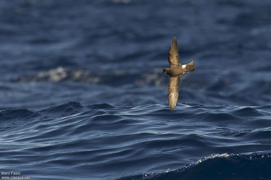 Band-rumped Storm Petreladult breeding, pigmentation, Flight