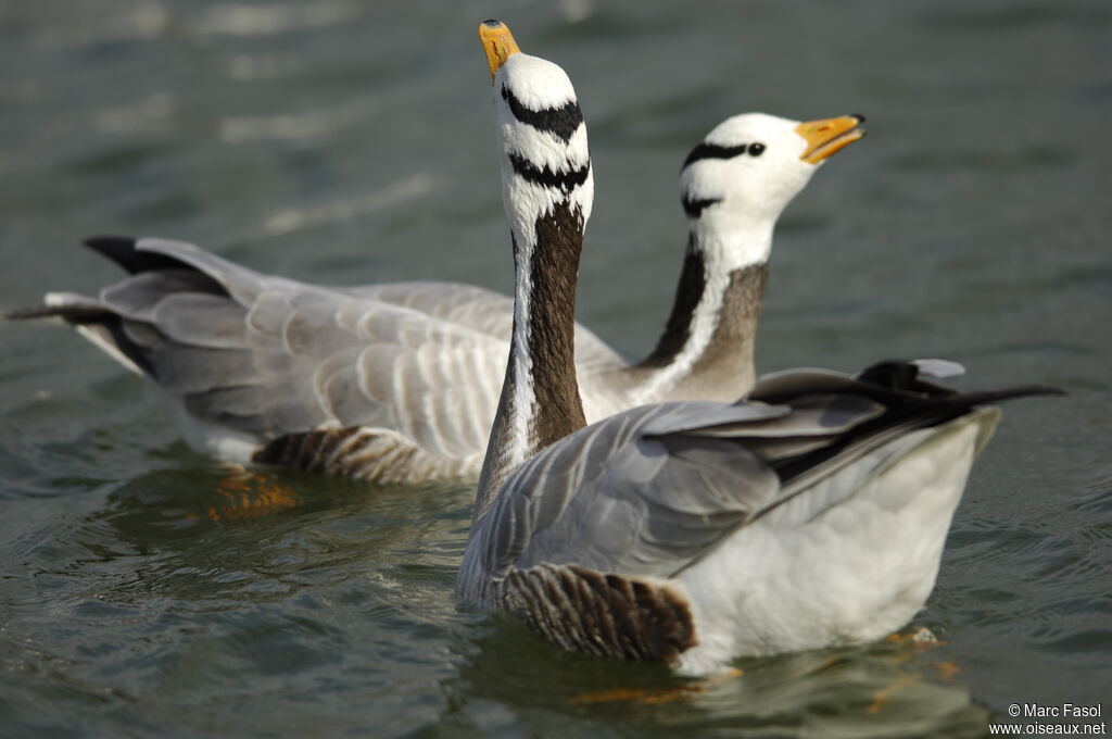 Bar-headed Goose adult breeding, Behaviour