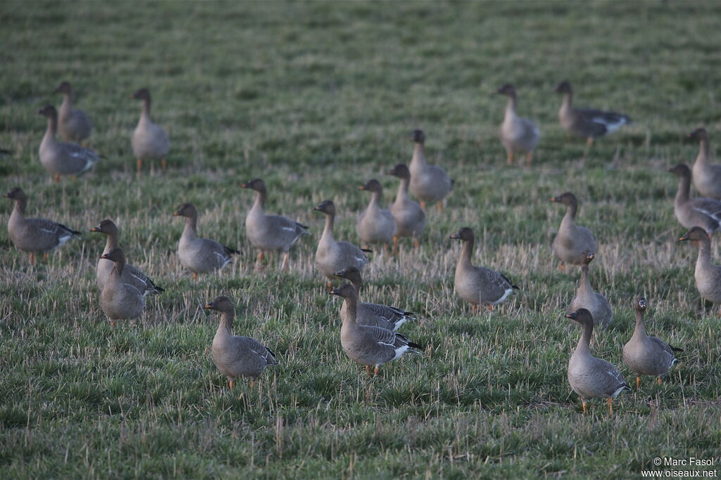 Taiga Bean Goose, identification
