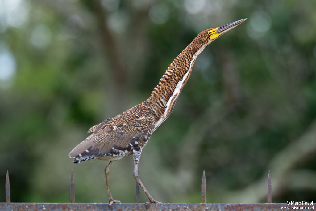 Onoré rayéimmature