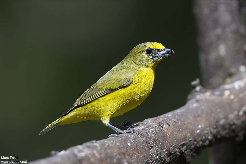 Thick-billed Euphonia male immature, identification