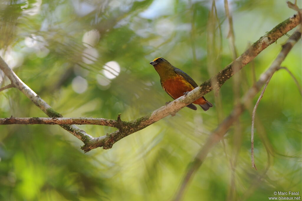 Olive-backed Euphonia male adult breeding, identification