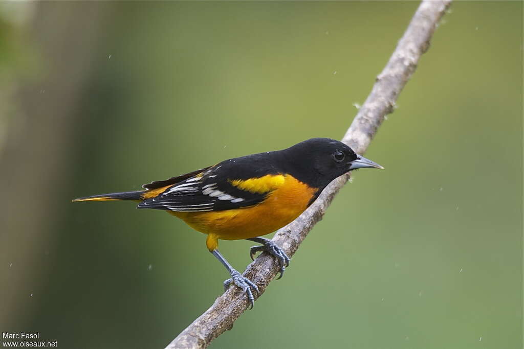 Baltimore Oriole male adult breeding, identification