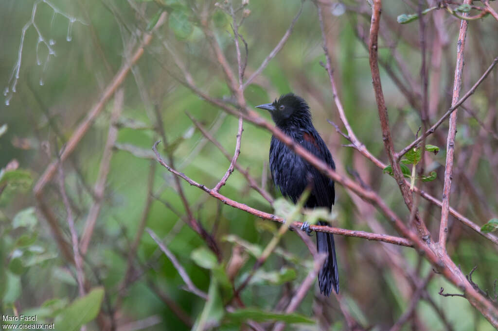 Oriole variable