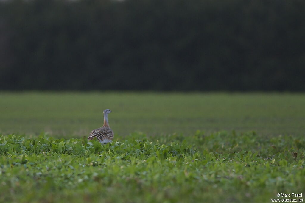 Outarde barbueadulte, identification