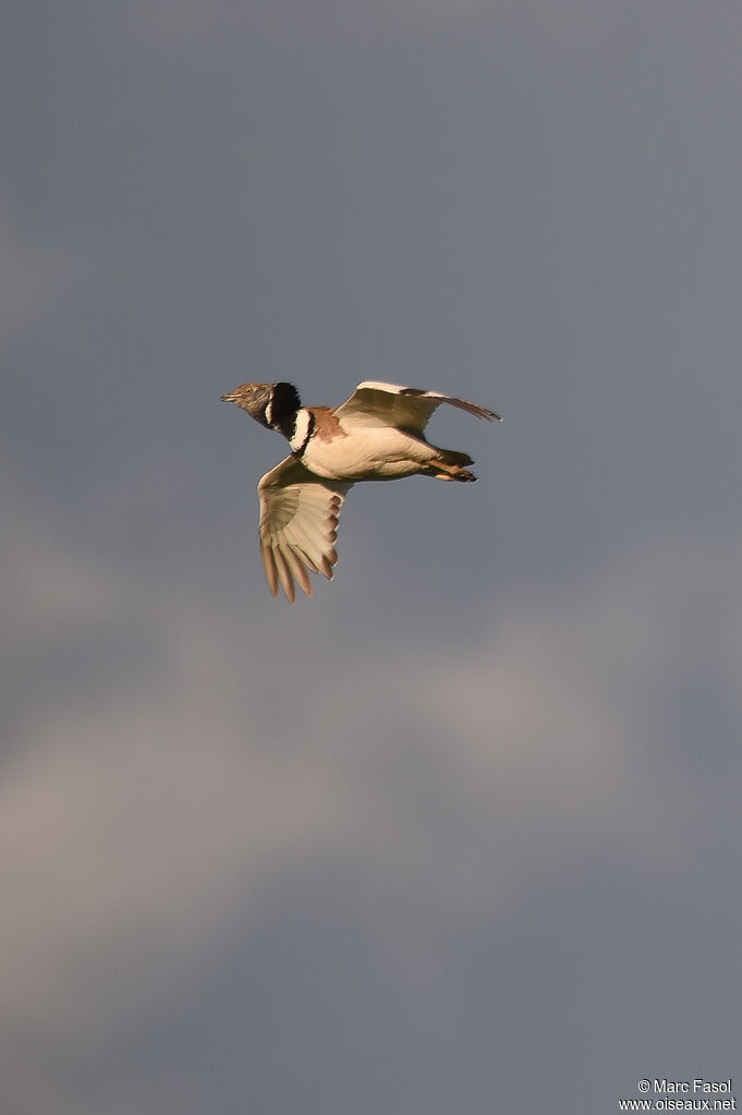 Little Bustard male adult breeding, Flight