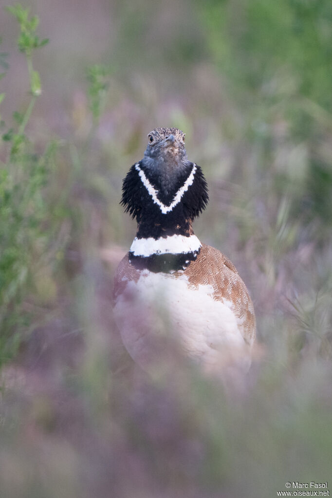 Little Bustard