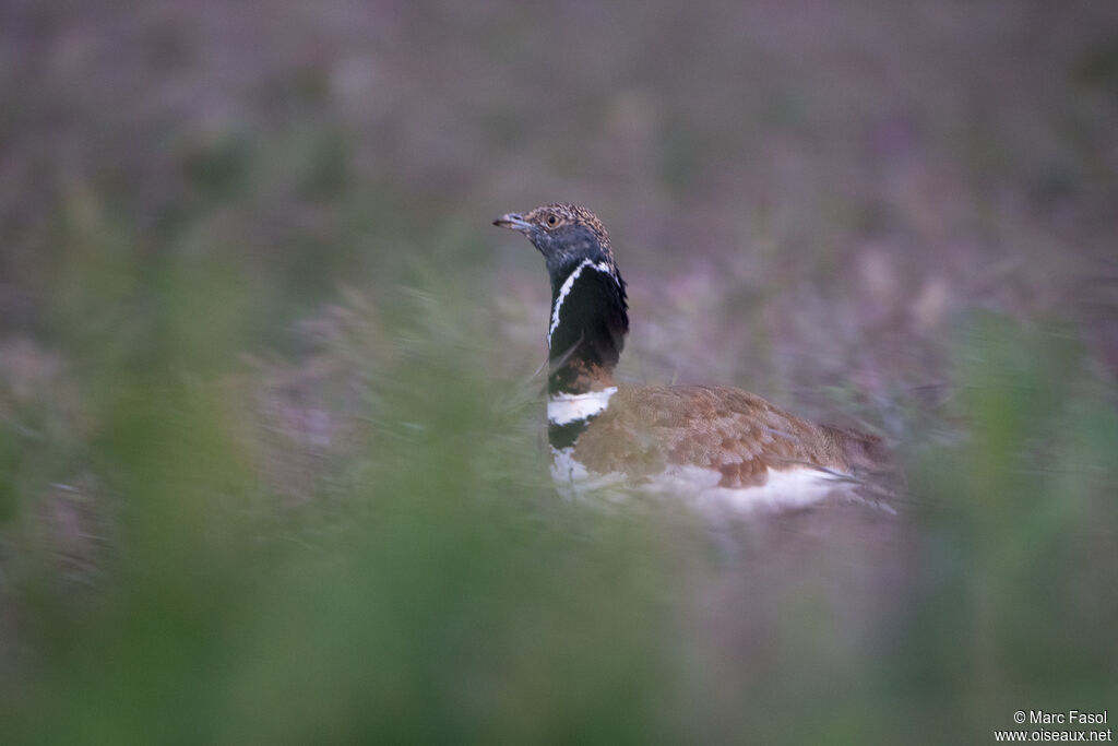Little Bustard
