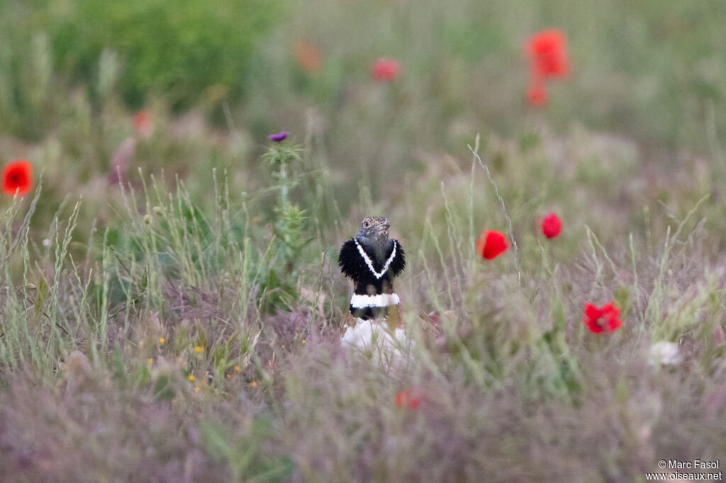 Little Bustard
