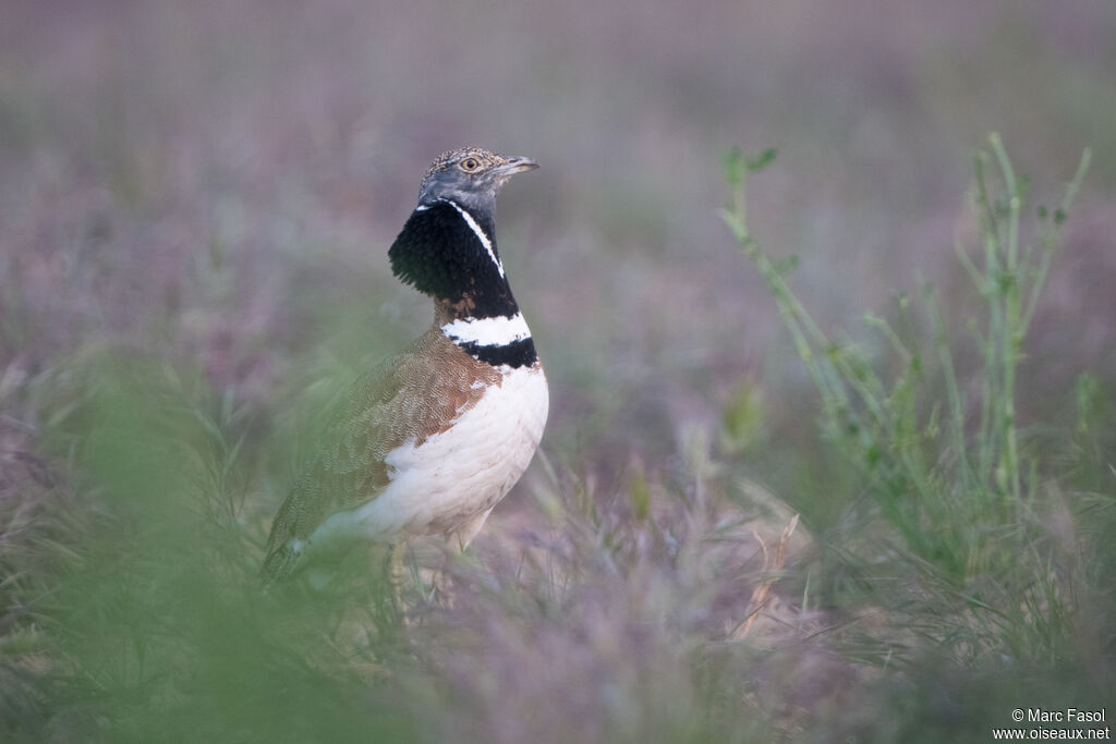 Little Bustard