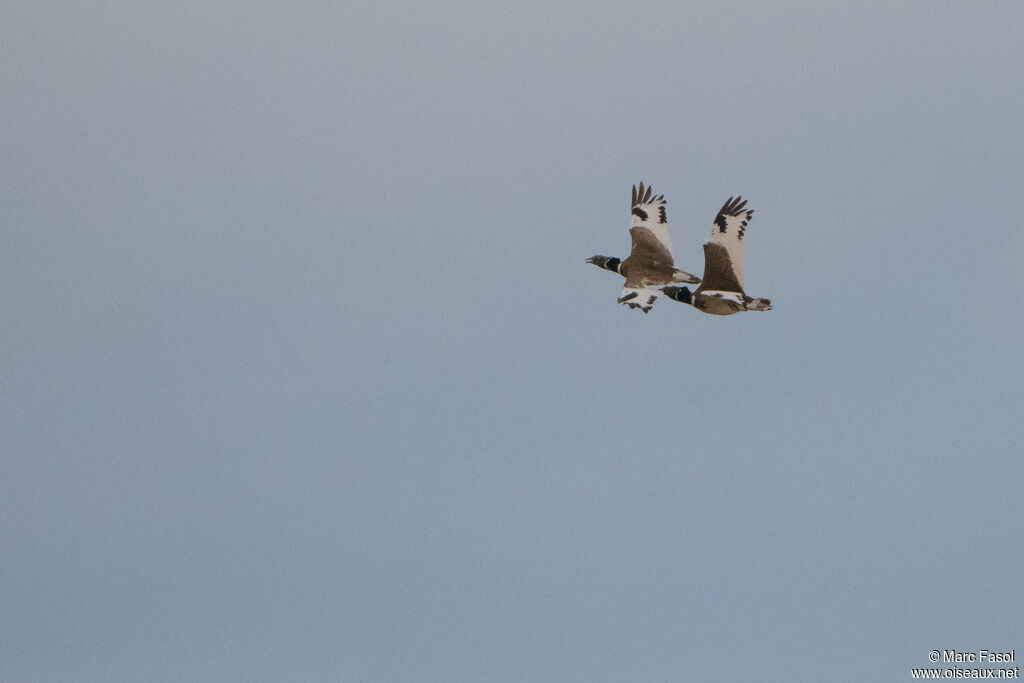 Little Bustard