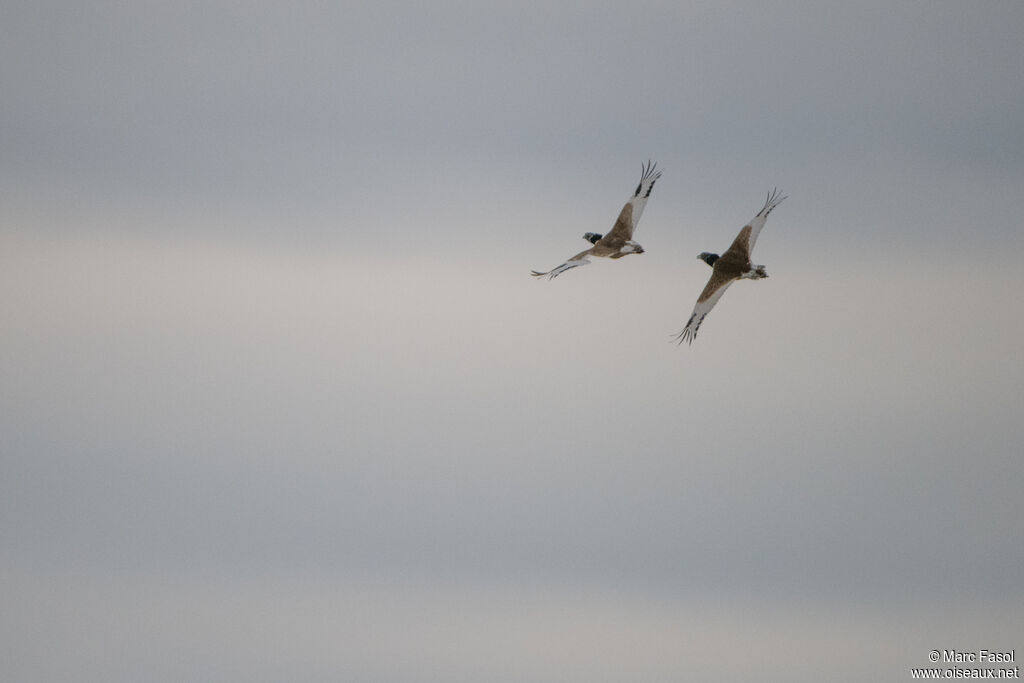 Little Bustard